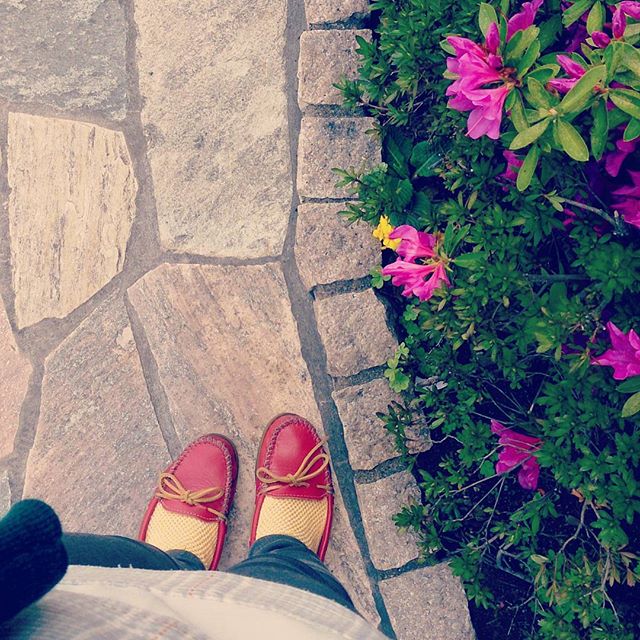 今日の昼間は暑いくらいでした。明るい色のミネトンカのパンプスに合わせて、ちょっと前に買っておいたメッシュの靴下の出番です#靴磨き女子部 #shoecaregirls #ハスキー犬 #ハスキーケン #革靴好き #mowbraymania #モゥブレィ同盟 #天気の良い日 #minnetonka #ミネトンカ #itsinternational #globalwork #靴下屋 #靴下くら部 #足元クラ部 #ツツジ #お散歩HP:@shoecaregirls